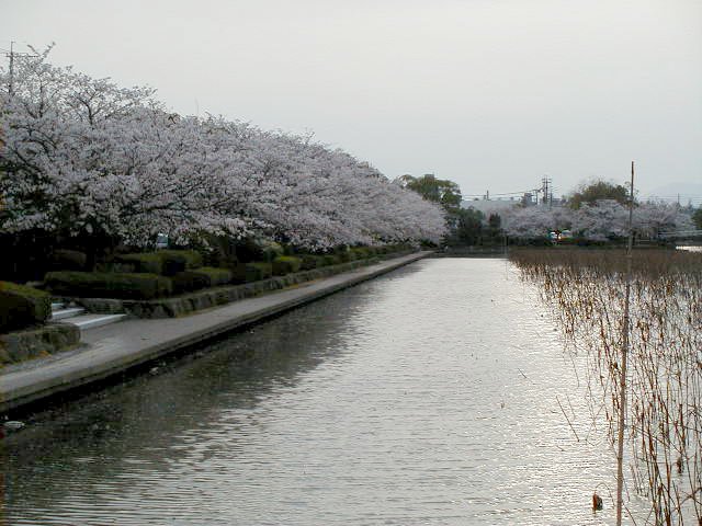 tree line.JPG, 71653 bytes, 4/5/2000
