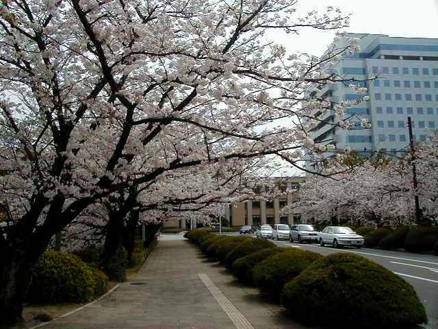 walkway to kencho.JPG, 64350 bytes, 1/1/1998