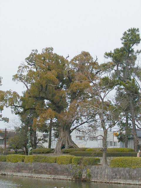 big old tree.JPG, 77319 bytes, 2000/04/05