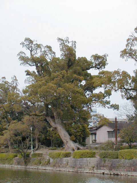 huge old tree.JPG, 74871 bytes, 2000/04/05
