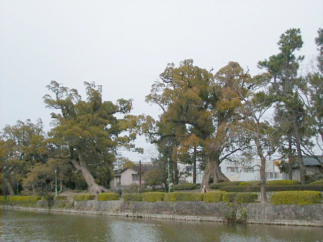 old big trees.JPG, 72642 bytes, 2000/04/05