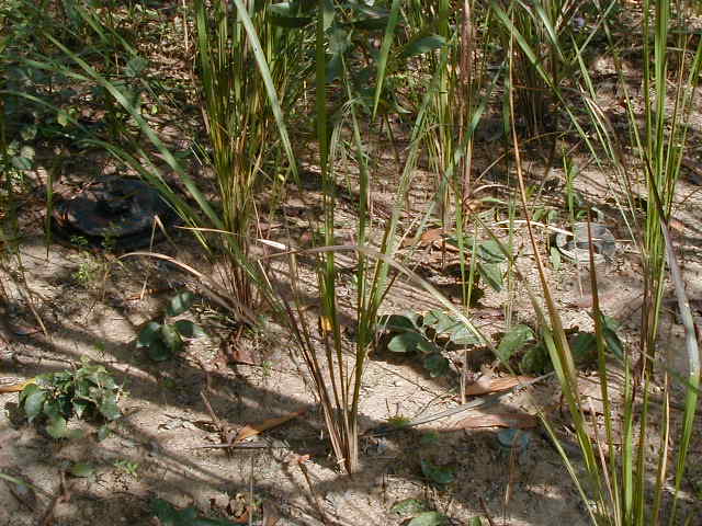 mines1.jpg, 63629 bytes, 1/8/2001