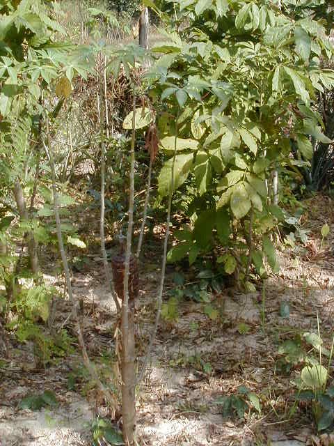 mines5.jpg, 94958 bytes, 1/13/2001