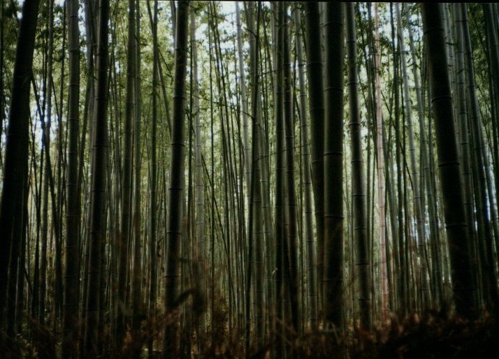 kyoto - bamboo.jpg, 1/3/2005, 98 kB