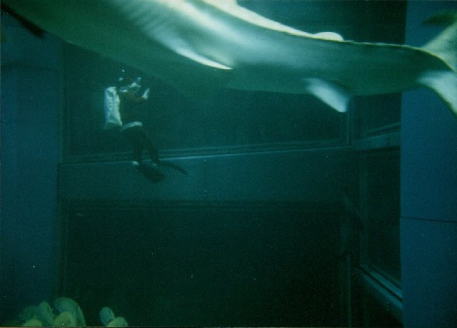 osaka aquarium santa.jpg, 1/3/2005, 39 kB