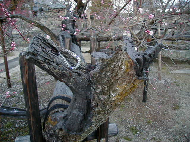 kodenji oldest tree.JPG, 1/3/2005, 62 kB