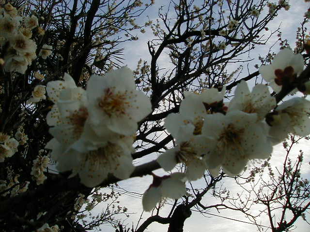 plum blossom 4.JPG, 1/3/2005, 63 kB