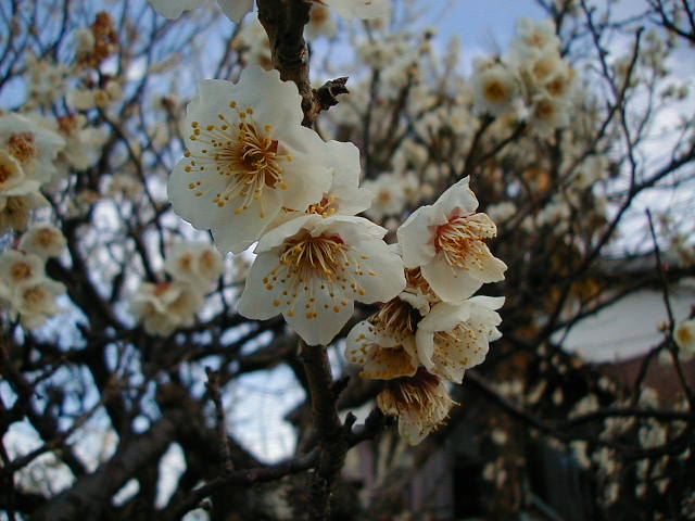 plum blossom wow.JPG, 1/3/2005, 58 kB