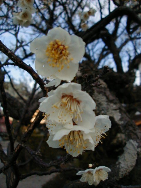 pretty flowers 2.JPG, 1/3/2005, 55 kB