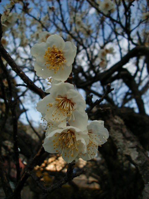 pretty flowers.JPG, 1/3/2005, 56 kB
