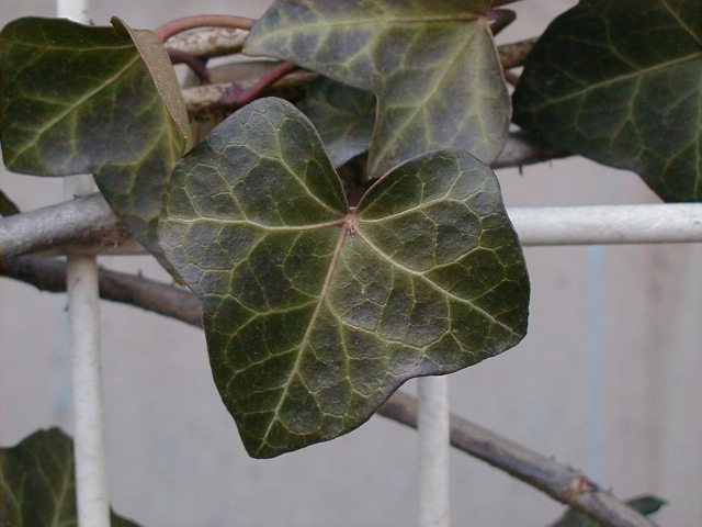 kr - fukuoka vine detail.JPG, 1/3/2005, 60 kB