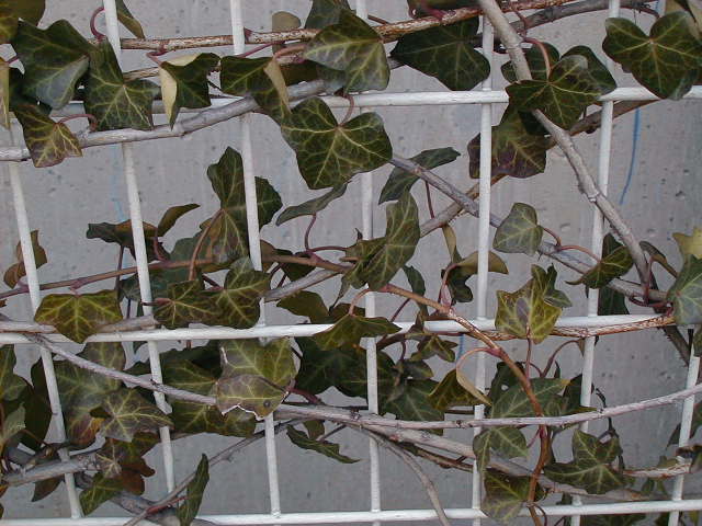 kr - fukuoka vine.JPG, 1/3/2005, 61 kB