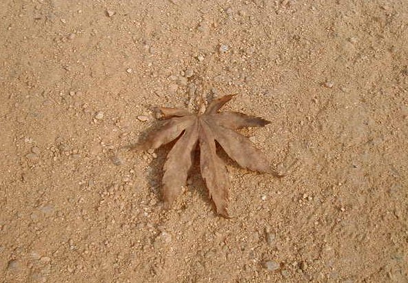 kr - maple leaf.JPG, 1/3/2005, 90 kB