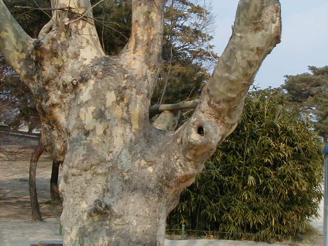 kr tree and bamboo.JPG, 1/3/2005, 62 kB
