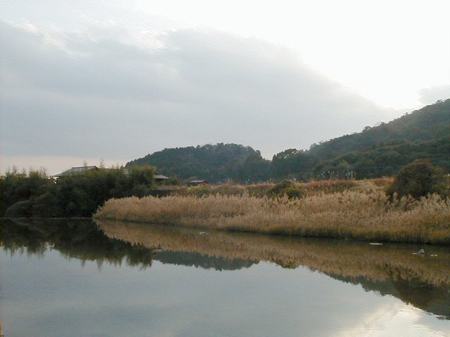 yoshi - pretty water shot.JPG, 1/3/2005, 42 kB
