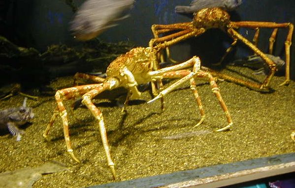 aqcrabs.jpg, 61184 bytes, 11/27/2000