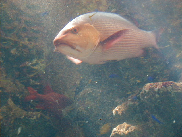 aqdracula.jpg, 63867 bytes, 11/25/2000