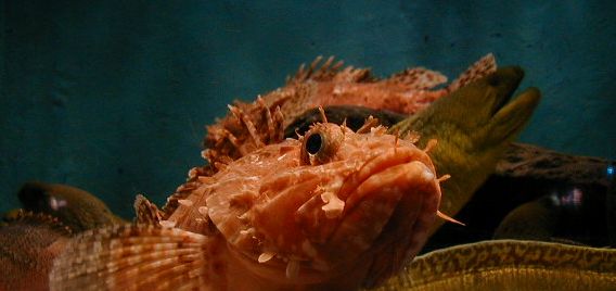 aqfish.jpg, 25022 bytes, 11/27/2000