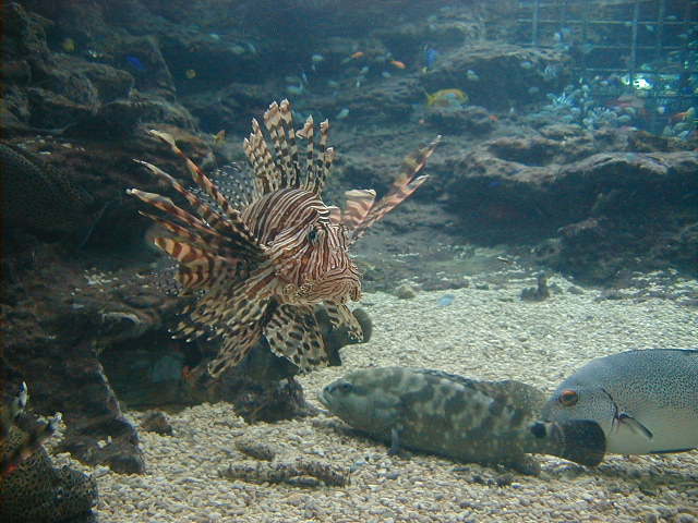 aqfish2.jpg, 62853 bytes, 11/25/2000