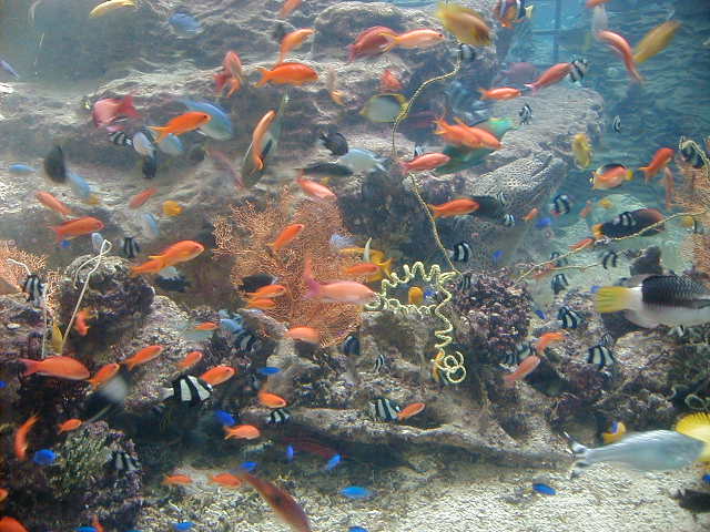 aqfishies.jpg, 64181 bytes, 11/25/2000