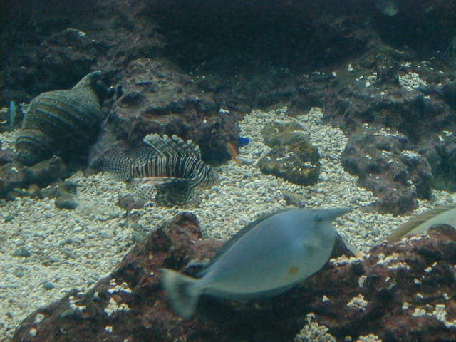 aqfishies2.jpg, 60419 bytes, 11/25/2000