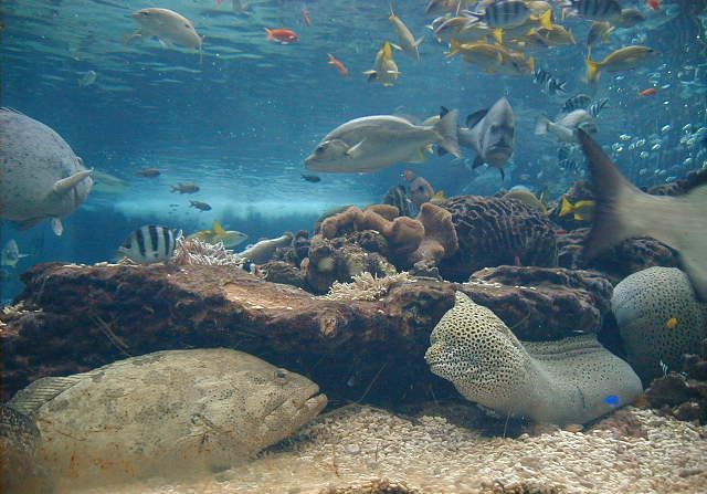 aquarium.jpg, 67538 bytes, 11/27/2000