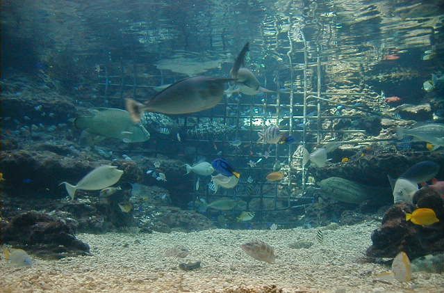 aquarium2.jpg, 68176 bytes, 11/27/2000