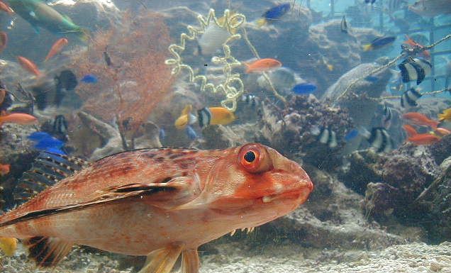 aquarium3.jpg, 57455 bytes, 11/27/2000