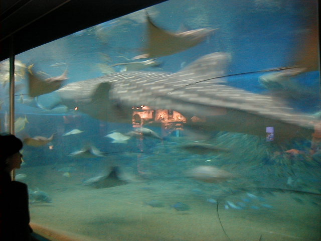 aqwhaleshark.jpg, 61380 bytes, 11/25/2000