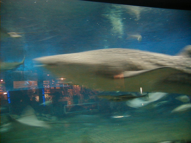 aqwhaleshark2.jpg, 61784 bytes, 11/25/2000