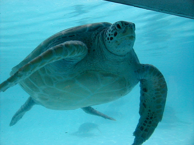 bmfturtle.jpg, 66129 bytes, 11/25/2000