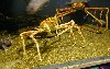 aqcrabs.jpg