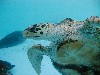 turtle.jpg