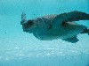 turtle2.jpg