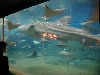aqwhaleshark.jpg