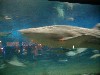 aqwhaleshark2.jpg