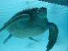 bmfturtle.jpg