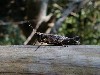 cricket1.jpg