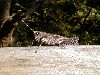 cricket2.jpg