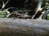 cricket3.jpg