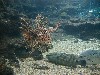 aqfish2.jpg