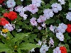 hummingbird.jpg