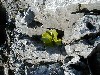 lostplant.jpg