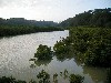 mangrove.jpg
