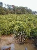 mangrove3.jpg