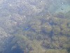 oceanfish3.jpg