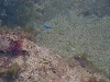 oceanfish5.jpg