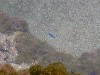 oceanfish6.jpg