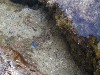 oceanfish8.jpg