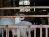 randomgoat.jpg